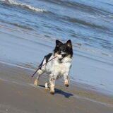 Andor @ Egmond aan zee