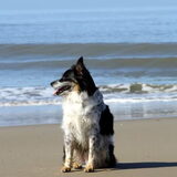 Andor @ Egmond aan zee