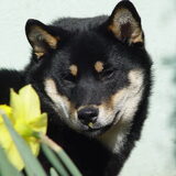 Furo