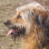 Foto van liesbeth,Turbo,Luna, Levi en Faith