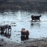 Foto van liesbeth,Turbo,Luna, Levi en Faith