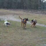 Foto van liesbeth,Turbo,Luna, Levi en Faith