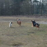 Foto van liesbeth,Turbo,Luna, Levi en Faith