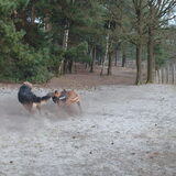 Foto van liesbeth,Turbo,Luna, Levi en Faith