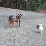 Foto van liesbeth,Turbo,Luna, Levi en Faith