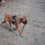 Foto van liesbeth,Turbo,Luna, Levi en Faith