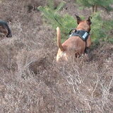 Foto van liesbeth,Turbo,Luna, Levi en Faith