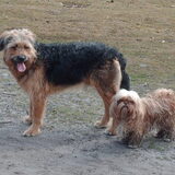 Foto van liesbeth,Turbo,Luna, Levi en Faith