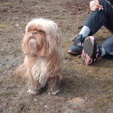 Foto van liesbeth,Turbo,Luna, Levi en Faith