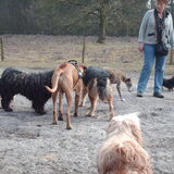 Foto van liesbeth,Turbo,Luna, Levi en Faith