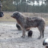 een deerhond met teckel.