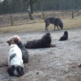 Foto van liesbeth,Turbo,Luna, Levi en Faith