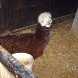 polly mijn alpakavriendinnetje van de manege nu 6 maanden oud.