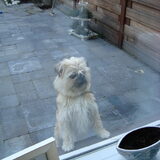 Foto van BENJI