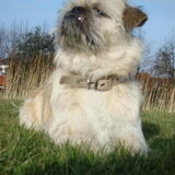 Foto van BENJI