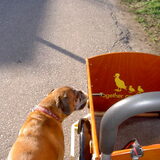 Mee rennen met de bakfiets, maar ik zit er ook graag in!