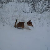 Lekker in de sneeuw (dec.2010)