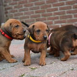 Foto van July