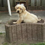Monthy in de bloemenbak! Monthy was nog een puppy (Oke, dat zien jullie…