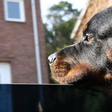 Uit 't raam kijken :-)
