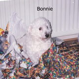 Bonnie tijdens pakjes avond in het pakjes papier. Bonnie vond dit enig…