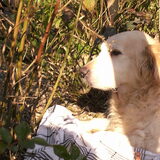 Simba, genietend van de zon en de rust XXX