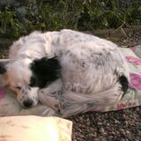 Flippie waant zich onbespied, was anders weggeweest...