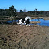 Foto van Amigo en K.C.