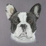 Pasteltekening Franse Bulldog