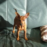 Angel 12 weken oud