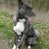 dit is ayno nu na 8 maanden hij is erg blij als hij met de baas mee mag…