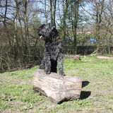 Shadow speelt de lion king