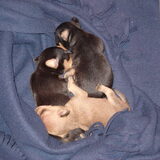 de drie baby's van tinkerbell
