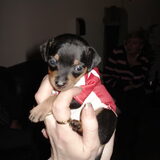 stitch de dochter van tinkerbell