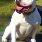 Foto van Melissa---Rocco&Lady