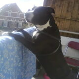 Foto van Melissa---Rocco&Lady