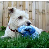 Binkie in de achtertuin.