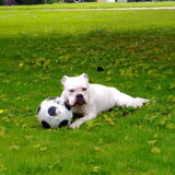 Foto van Melissa---Rocco&Lady