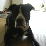 Foto van Melissa---Rocco&Lady