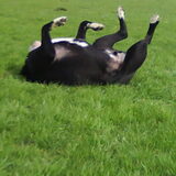 Foto van Melissa---Rocco&Lady