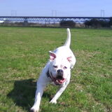 Foto van Melissa---Rocco&Lady