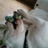 Foto van Melissa---Rocco&Lady