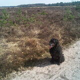 Desra ,, Kruising Labrador/ Bouvier. De hond van mijn ouders