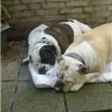 hier ging het al slecht met papa van lady papa en mama van lady