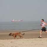 Canicross wedstijd in Nieuwvliet 233 teams liepen op het strand…
