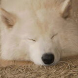 kynaitje slaapt :) lief he?