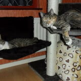 paco en kitty