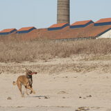 Foto van De Mecheltjes clan