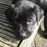 Remy als puppy
