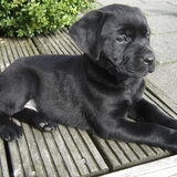 Lief!